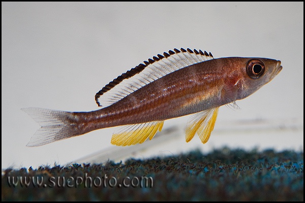 Paracyprichromis brieni 'Kisonso'